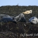 seal_gray_gr_h_0149_can0344.jpg